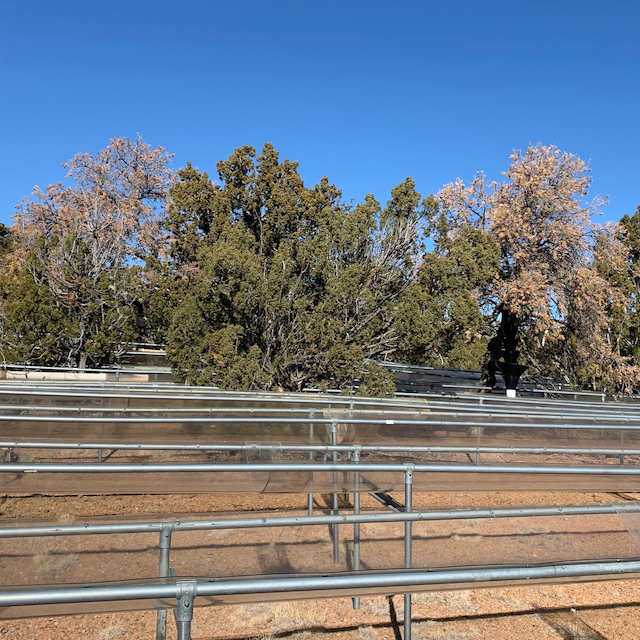 pinon mortality in rainfall manipulation study at Sevilleta LTER.